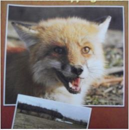 Flowers, Bryan - "The Art of Trapping Fox" DVD